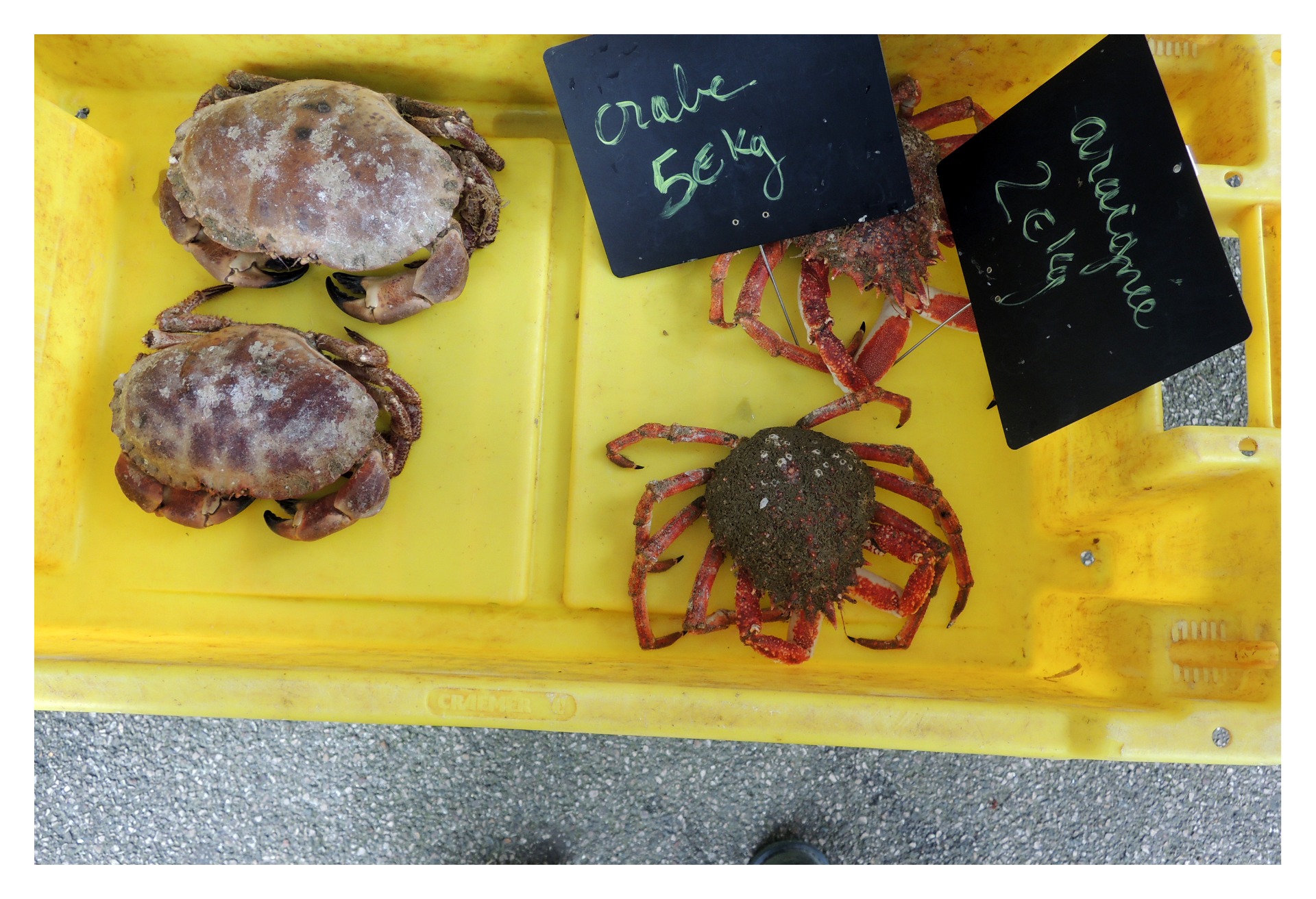 Fête du Crabe à Wissant